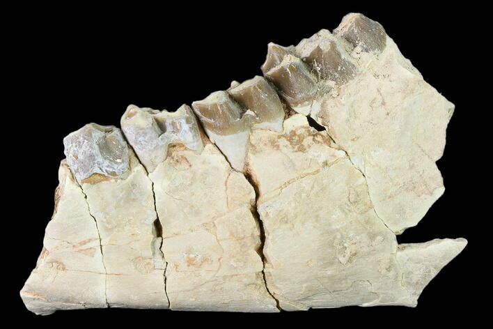 Bargain, Oreodont (Merycoidodon) Jaw Section - South Dakota #136033